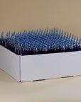 Spiruline bleue phycocyanines spirulysat