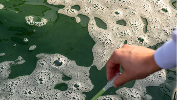 Phycocyanine : le trésor caché de la spiruline