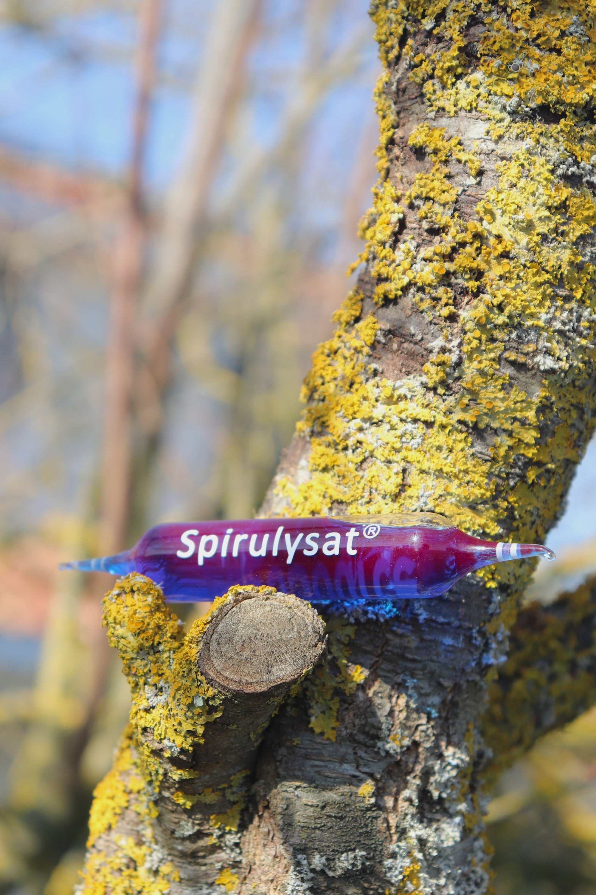 phycocyanine naturelle liquide guerande