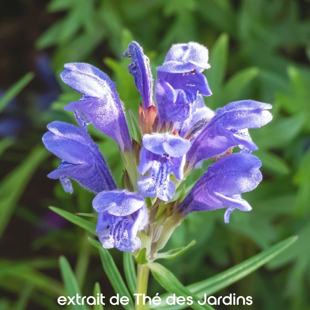 Extrait de plante Thé des jardins