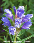 Extrait de plante Thé des jardins