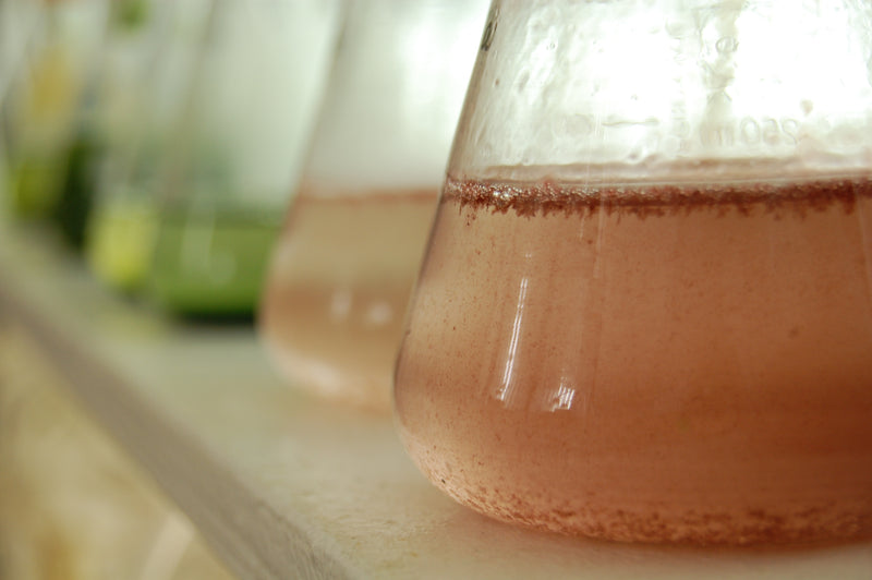 microalgue porphyridium rouge