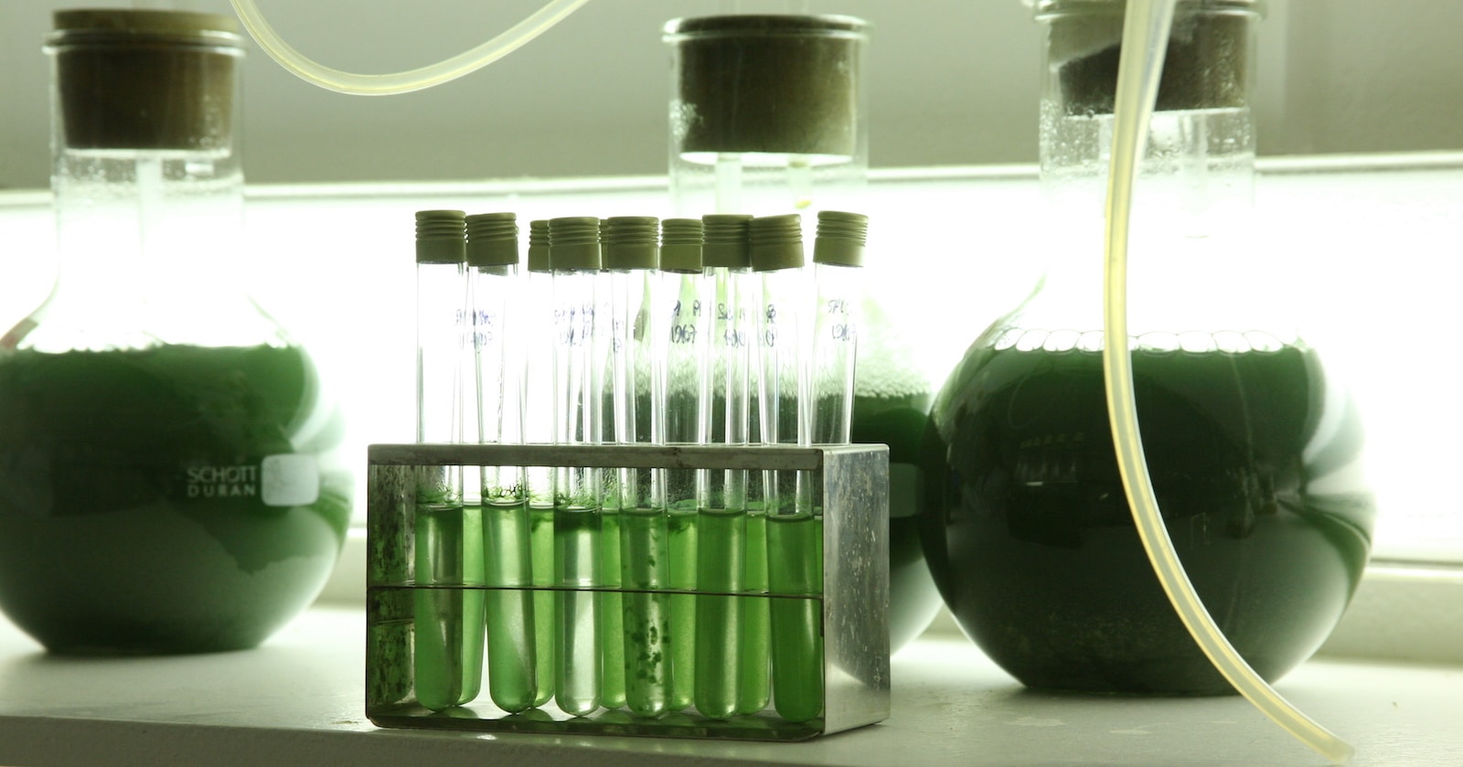 cultivation of microalgae